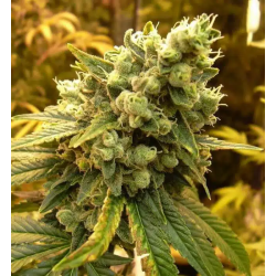 SOUR DIESEL - HANFSAMEN