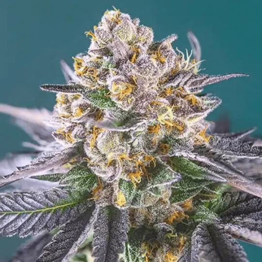 STRAWBERRY BANANA - HANFSAMEN | Gunstiges CBD