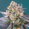 STRAWBERRY BANANA - HANFSAMEN | Gunstiges CBD