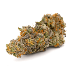 Northern Light – 10HCP Blüten