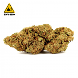 Moby Dick – THV-N10 Blüten