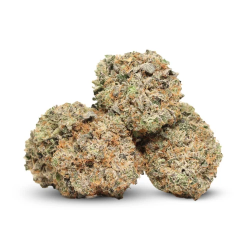 Pop Corn CBD