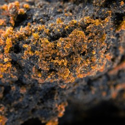 Roter Libanese – CBD Hasch