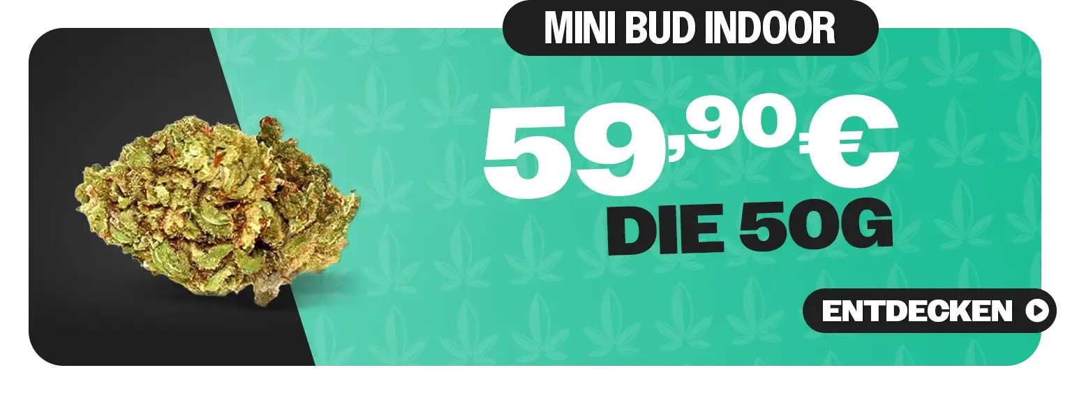 Aktuelles Angebot